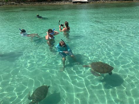 Swim With Sea Turtles Private Boat Tour Bahamas