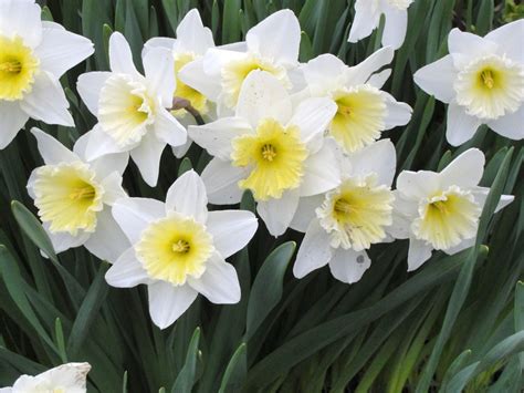 Romantic Flowers Narcissus Flower