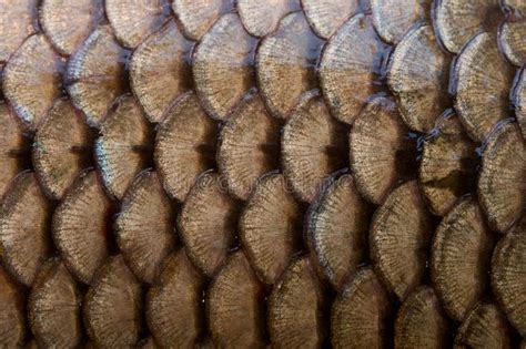 Fish Scales Texture Stock Photo Image Of Nature Structure 7734688