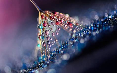 Amazing Macro Photography Reveals The Magical World Of Water Droplets
