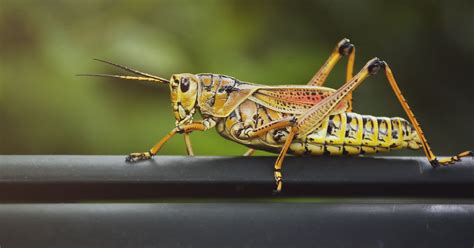 Species microptera (eastern lubber grasshopper). Why you shouldn't touch an Eastern lubber grasshopper