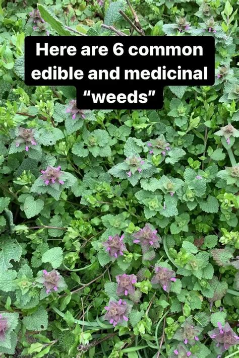 Wildcrafting Weeds 20 Easy To Forage Edible And Medicinal Plants Artofit