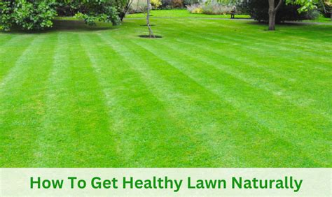 How To Get Healthy Lawn Naturally