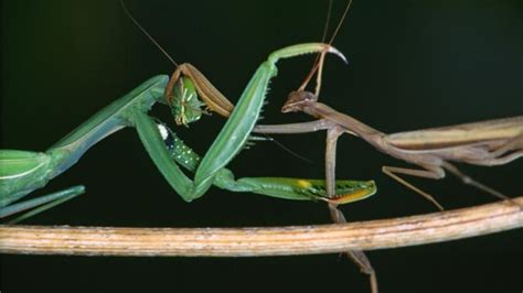 Bbc Earth Hungry Mantises Are Natures Femmes Fatales