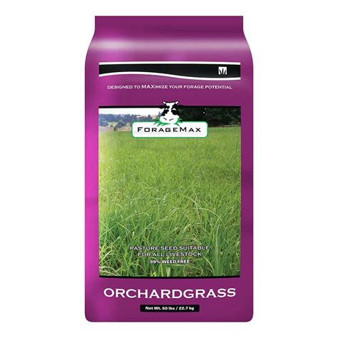 Dlf Orchardgrass Foragemax Grass Seed 50 Lb