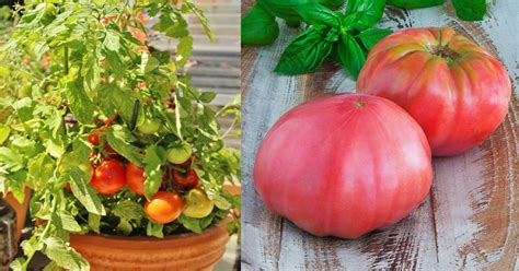 Growing Heirloom Tomatoes In Pots 5 Best Heirloom Tomato Plants