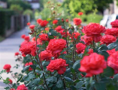 Beginilah 26 Nama Latin Tanaman Bunga Mawar Kekinian Informasi