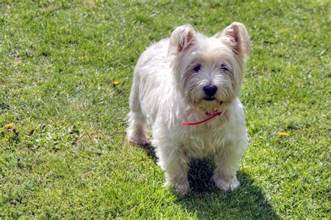 🐶 West Highland White Terrier Ou Westie
