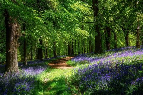 Download Spring Flower Forest Nature Path Hd Wallpaper