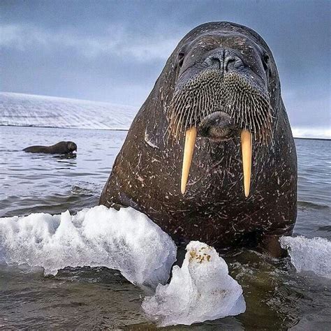 32 Best Images About Walrus