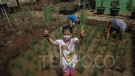 Foto hot belahan dada aura kasih. Edukasi Urban Farming Untuk Anak-Anak pada Hari Pohon Sedunia - Foto Tempo.co