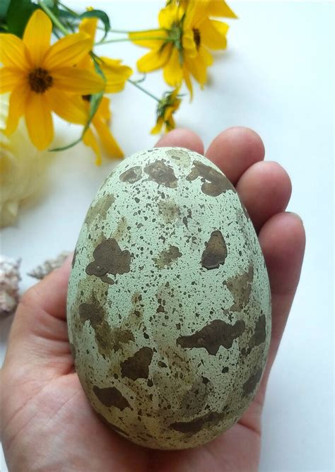 Wooden Black Backed Gull Egg For Science Education Wooden Etsy