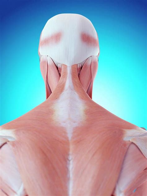 Human Neck And Back Anatomy Photograph By Sebastian Kaulitzki Science
