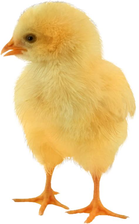 Download Transparent Baby Chickens Clipart Baby Chicken Png Clipartkey