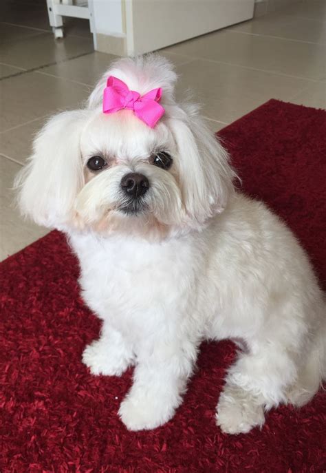 A Small White Dog With A Pink Bow On Its Head Sitting On A Red Rug