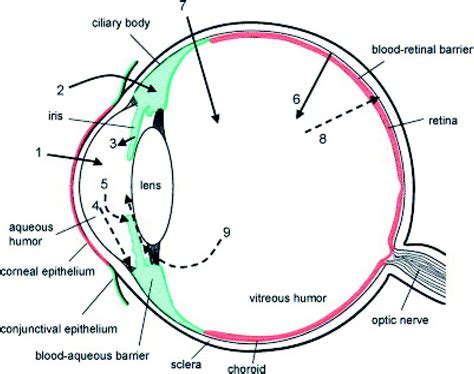 Nanocarriers For Ocular Drug Delivery Current Status And Translational