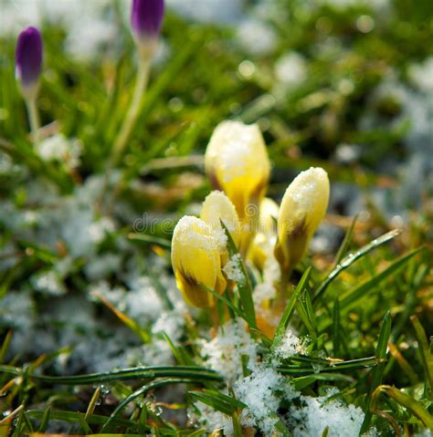 Spring Flowers Growing In Snow Stock Photo Image Of