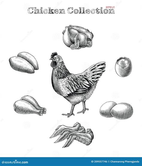 Chicken Collection Hand Draw Vintage Engraving Style Clip Art Isolated
