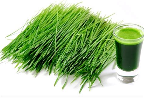 Alfalfa grass powder organic is a fine green powder with a characteristic odor and taste. Health Benefits of Alfalfa Grass - GreenDrinkReviews.org