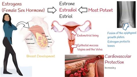 estrogens female sex hormones what is estrogens function youtube