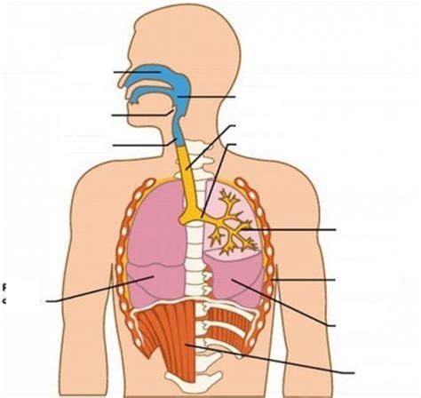 Diagrama Del Sistema Respiratorio Sin Nombres Buscar Con Google Sistema Respiratorio