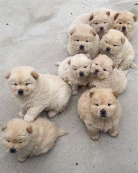 Pinterest Kyliieee Cute Small Fluffy Puppies Toy Dog Breeds