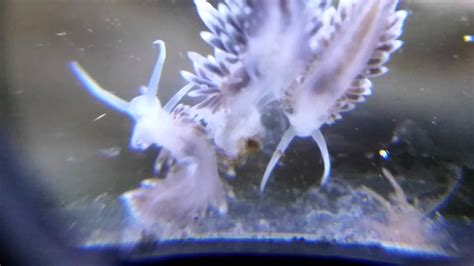 Berghia Nudibranch Eating Aiptasia Youtube