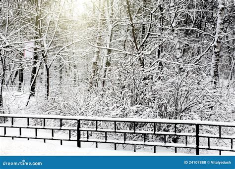 Silent Snow Covered Urban Park Stock Photo Image Of Holiday Seasonal