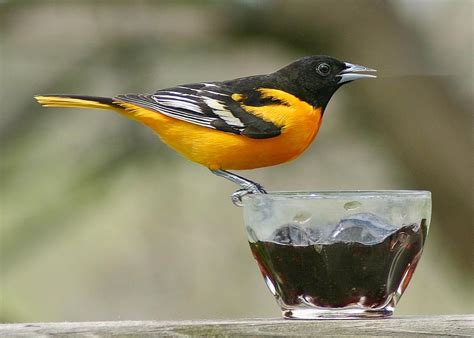 Baltimore Oriole Sighting Offers Exciting Birding Moment Features