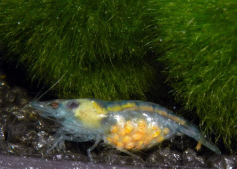 Clear Shrimp Showing Eggs Planted Aquarium Aquarium Fish Fish Pet