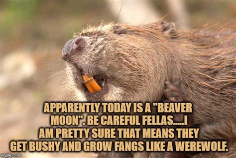 Beaver Memes And S Imgflip