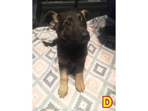 3 Purebred German Shepherd Puppies Ready For A New Loving Home Las