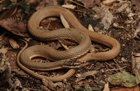 Queensnake Florida Snake ID Guide