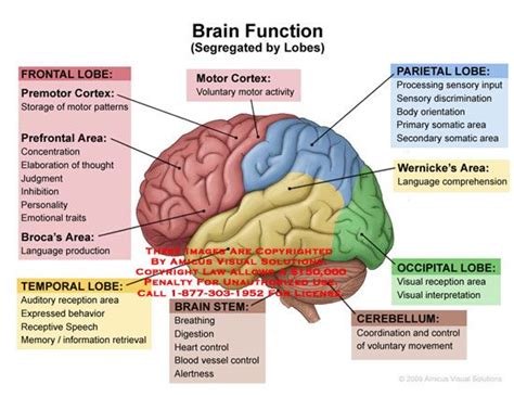 Imgur Com Brain Anatomy And Function Brain Anatomy Human Anatomy