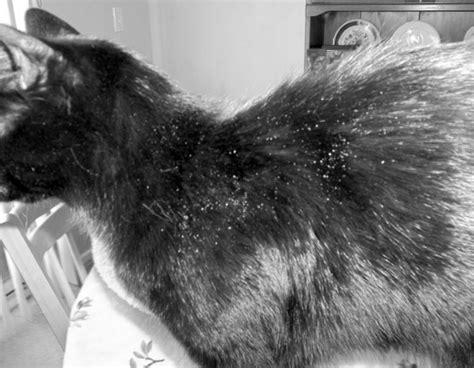 Skin Conditions In Cats Prevent Dry Winter Skin