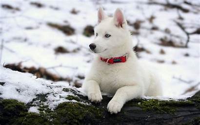 Husky Siberian Know Need Things Breeds Animalso