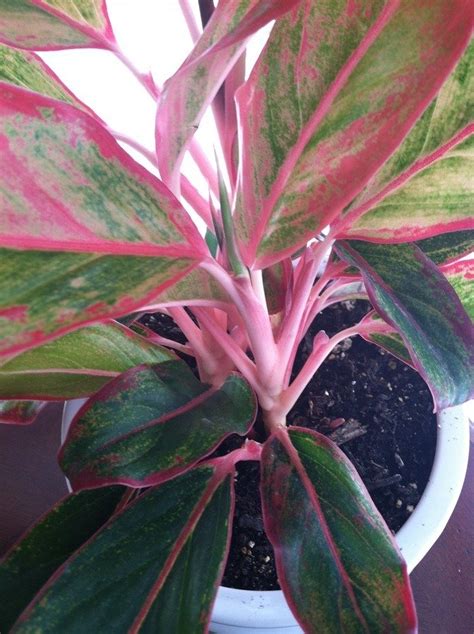 plant  pinkiest stems   leaves  green  red