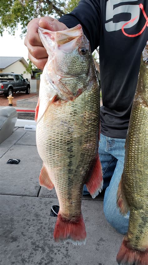 Two Anglers Busted For Cheating In Bass Tournament