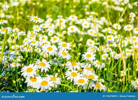Natual White Chamomile Flowers In The Forest Stock Photo Image Of