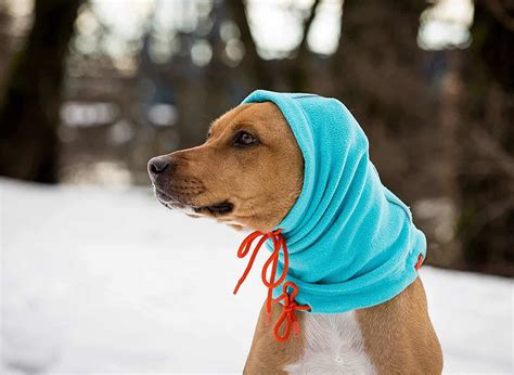 4 Best Dog Winter Hats 2021 Reviews