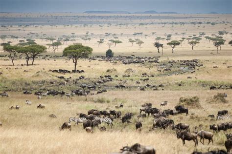 Plains Of The Masai Mara In Kenya Stock Photo Image Of Predators
