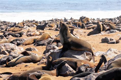 Brown Seal Colony In Cape Cross Africa Namibia Wildlife Photograph By