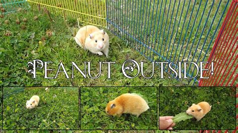 A Hamsters Outdoor Adventures Youtube