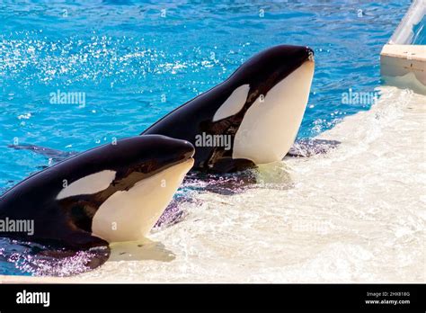 Two Killer Whales In Water Stock Photo Alamy