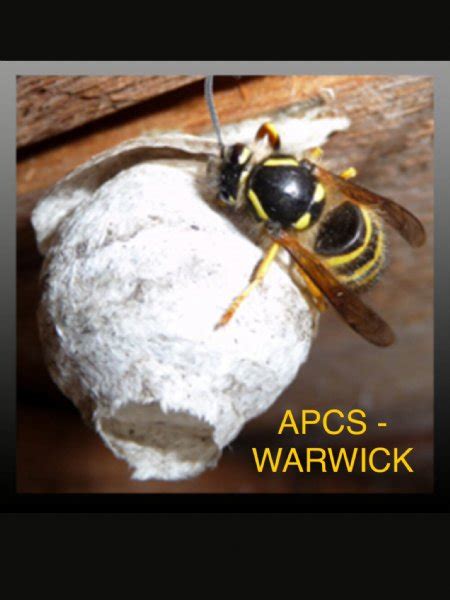 Contact all star pest control for effective pest management services. Advanced Pest Control Specialists, Warwick | 4 reviews ...