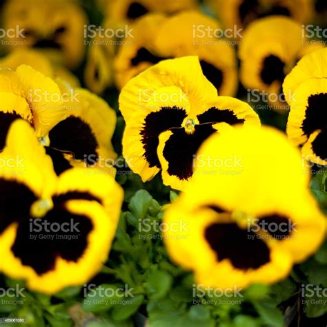 Black Pansy Images Search Images On Everypixel