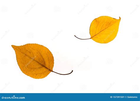 Yellow Autumn Fallen Leafs Isolated Stock Image Image Of Maple Color