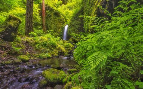 Columbia River Gorge Oregon Usa Lush Green Vegetation Fern Covered Rocks With Green Moss