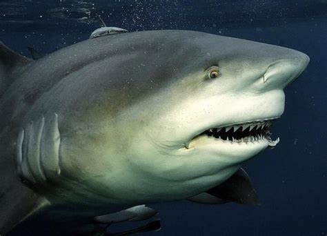 A Massive Bull Shark Weighing Up To 600 Pounds These Sharks Have Been