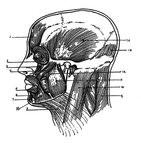 Muscles Of The Head And Neck Lateral View Diagram Quizlet